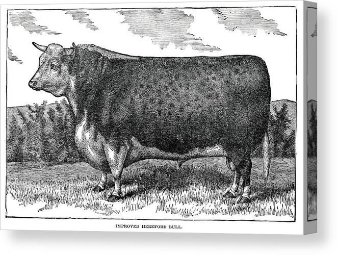 Engraving Canvas Print featuring the digital art Hereford Bull by Nnehring