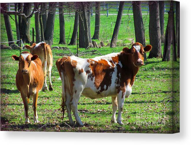 Cows Canvas Print featuring the photograph Herefords by Tina M Wenger