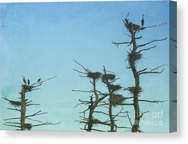 Herons Canvas Print featuring the photograph Heron Condos by Jayne Carney