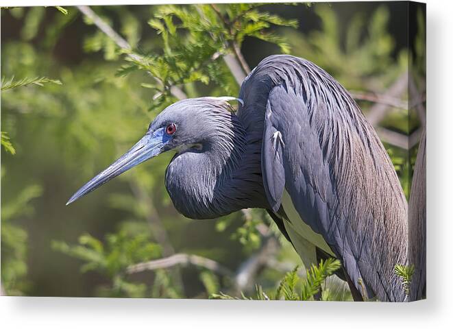 Wildlife Canvas Print featuring the photograph Heron in Blue by Kenneth Albin