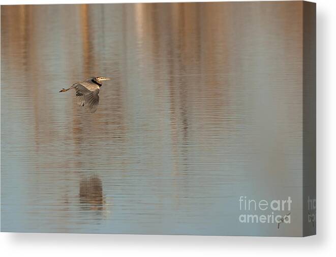 Great Blue Heron Canvas Print featuring the photograph Heron in Flight by Bon and Jim Fillpot