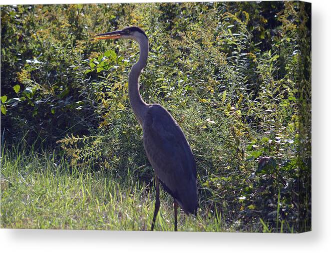 Heron Canvas Print featuring the photograph Where's That Pond Again? by Quita Jean