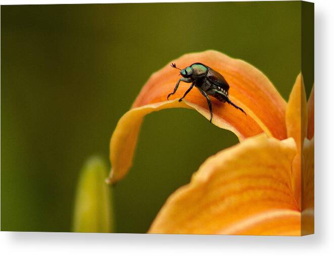 Flower Photography Canvas Print featuring the photograph Hey There by Ben Shields