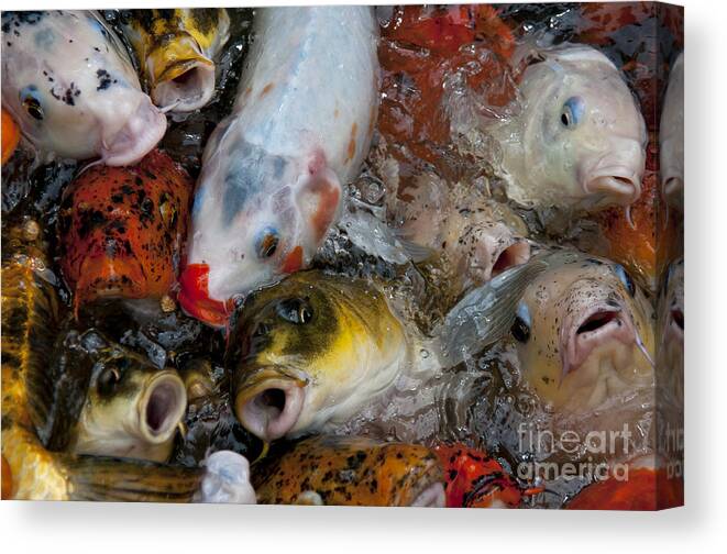 Koi Canvas Print featuring the photograph Hey Whats Happening by Wilma Birdwell