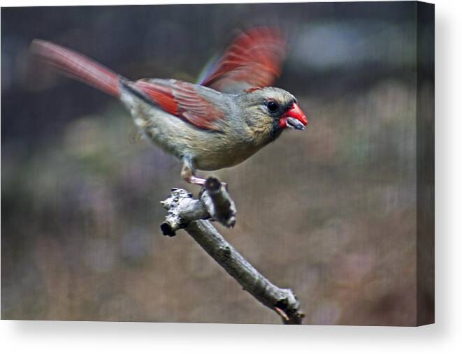 Female Cardinal Canvas Print featuring the photograph Hi and Bye by Lily K