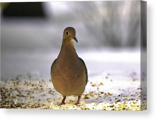 Mourning Dove Canvas Print featuring the photograph Hi there by Steve Gravano