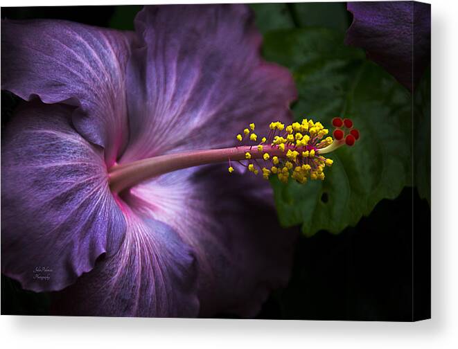 Bloom Canvas Print featuring the photograph Hibiscus Bloom in Lavender by Julie Palencia