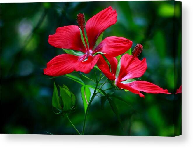 Scarlet Hibiscus Canvas Print featuring the photograph Hibiscus Coccineus by Carol Montoya
