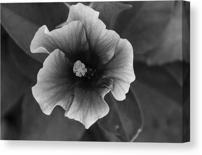 John Daly Photography Canvas Print featuring the photograph Hibiscus in Black and White by John Daly