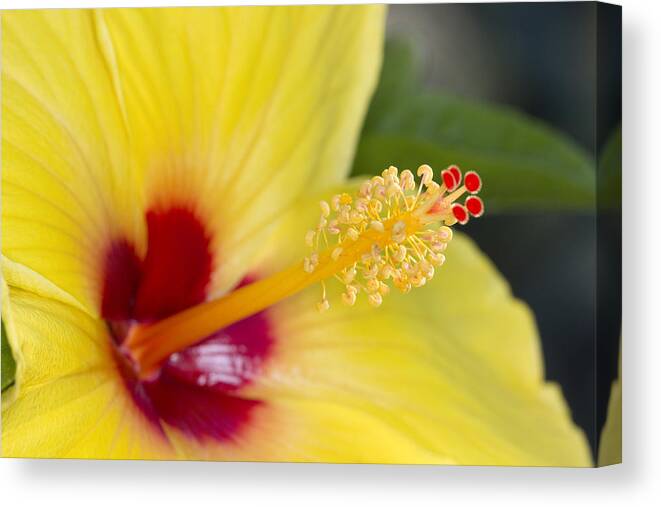 Yellow Canvas Print featuring the photograph Hibiscus macro by Robert Camp