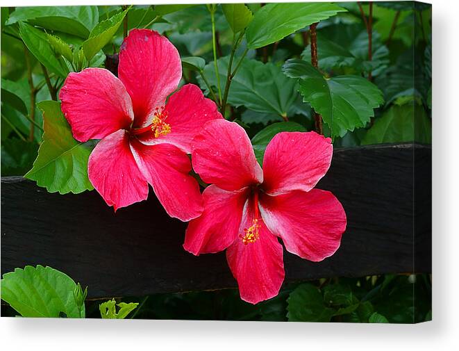 Hibiscus Canvas Print featuring the photograph Hibiscus Portrait by Blair Wainman