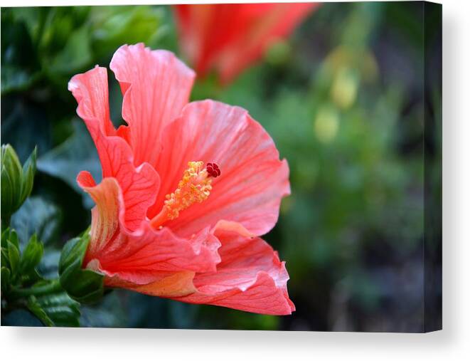 Hibiscus Canvas Print featuring the photograph Hibiscus summer by Linda Bailey