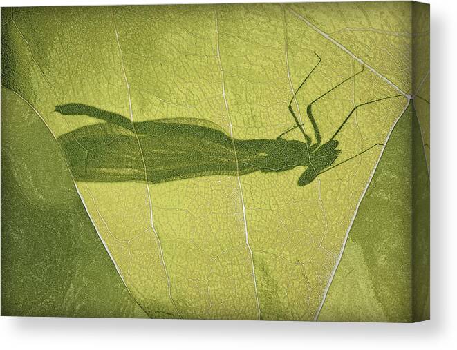 Zygoptera Canvas Print featuring the photograph Hide and Seek Dragon..Fly by Tammy Schneider