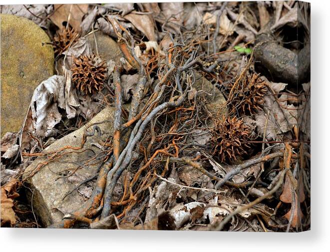 Twigs Canvas Print featuring the photograph Hideout Hollow 1 by Laureen Murtha Menzl
