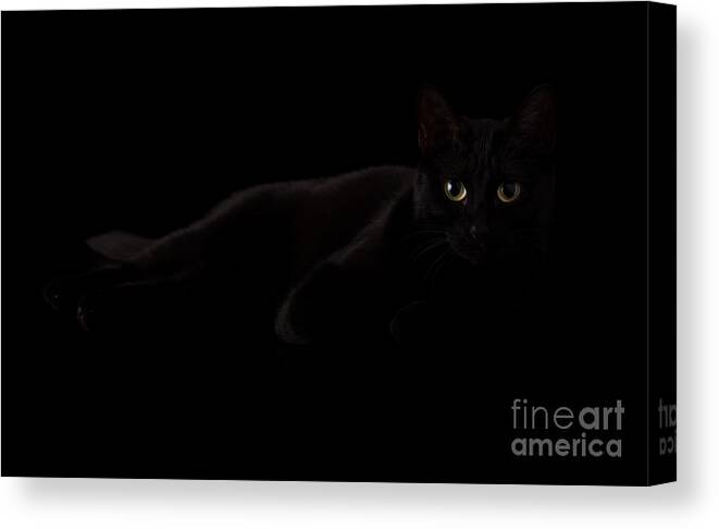 Halloween Canvas Print featuring the photograph Hiding in Shadows by Sari ONeal