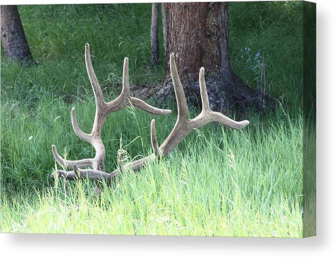 Elk Canvas Print featuring the photograph Hiding In The Grass by Shane Bechler