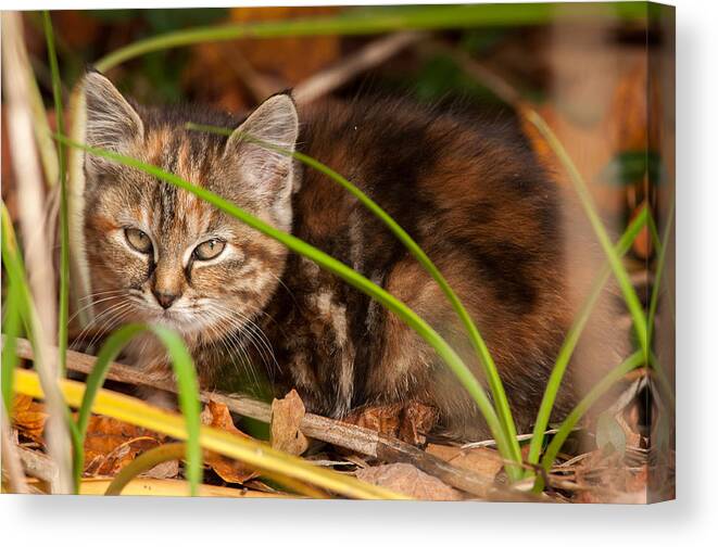 Cat Canvas Print featuring the photograph Hiding in the Grass by Richard Kitchen