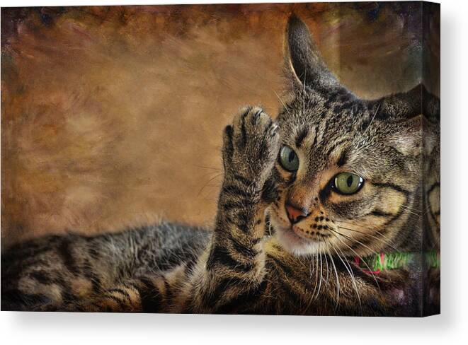 Cats Canvas Print featuring the photograph High Five by Barbara Manis