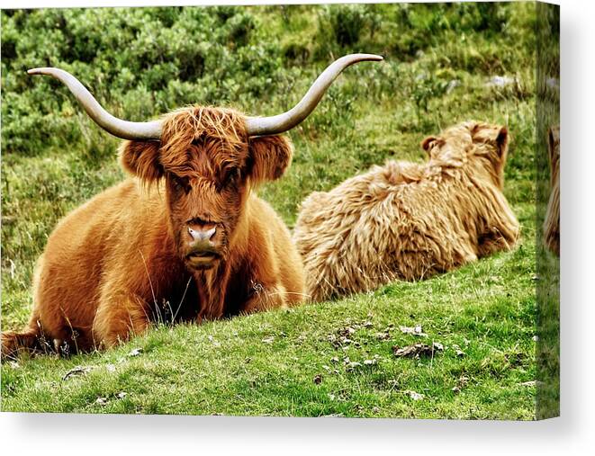 Scotland Canvas Print featuring the photograph Highland Cows by Jason Politte
