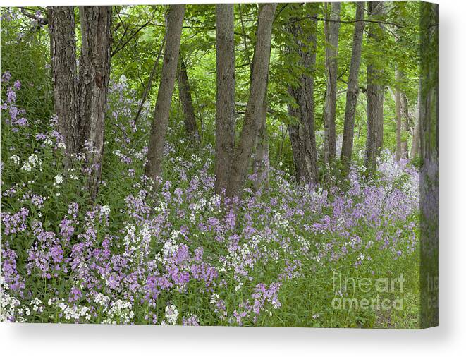 Spring Canvas Print featuring the photograph Hillside Dames Rocket by Alan L Graham