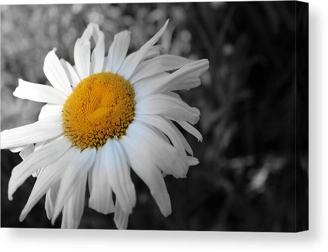 Flower Canvas Print featuring the photograph Hint of Yellow by Lynn Sprowl