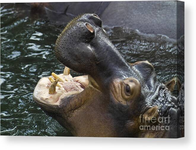 Heiko Canvas Print featuring the photograph Hippo by Heiko Koehrer-Wagner