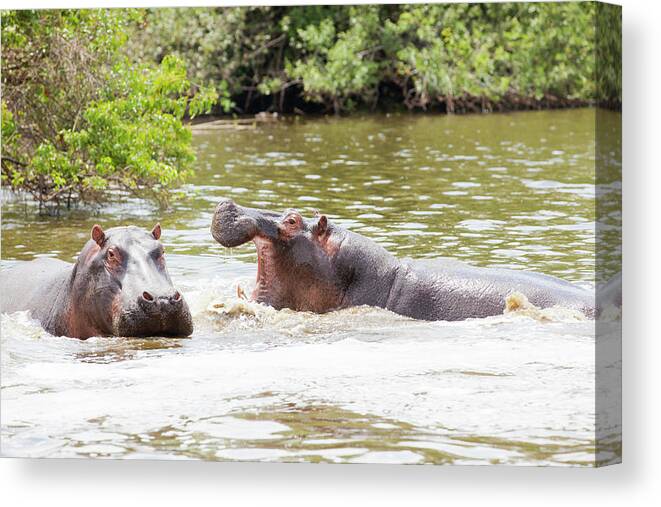Hippopotamus Canvas Print featuring the photograph Hippos In Water Under African Sun by 1001slide