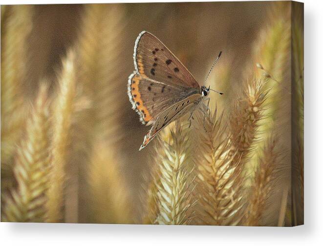 Moths Canvas Print featuring the photograph HIS Delicate Ways.. by Al Swasey