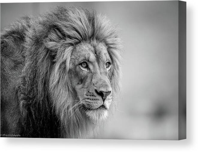 Wildlife Canvas Print featuring the photograph His Majesty.... by Jeffrey C. Sink
