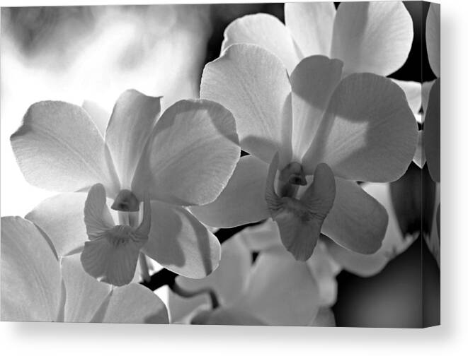 Orchids Canvas Print featuring the photograph Hit by Light. White Orchids by Jenny Rainbow