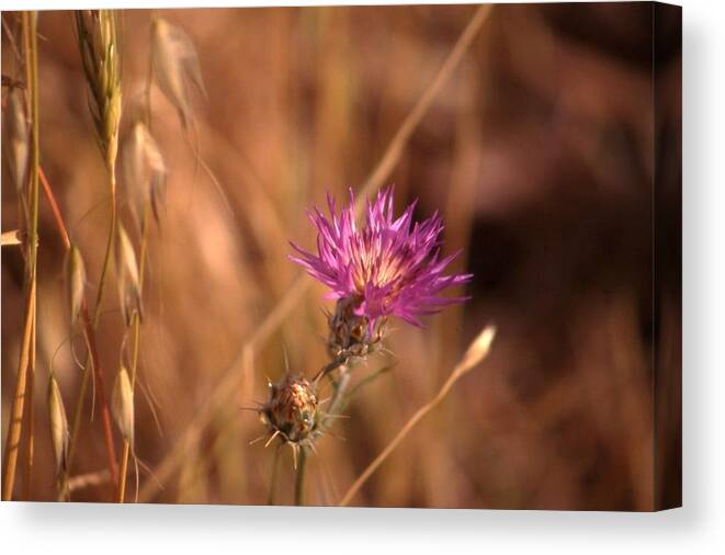 Holy Land Canvas Print featuring the photograph Holy Land flora 4 by Nigel Radcliffe