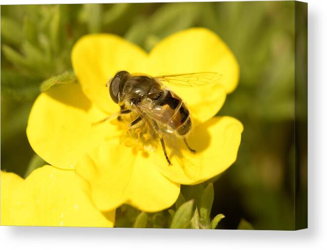 Bee Canvas Print featuring the photograph Honey Bee 9411 by Bonfire Photography