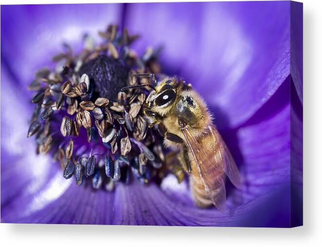 Anemone Canvas Print featuring the photograph Honeybee And Anemone by Priya Ghose