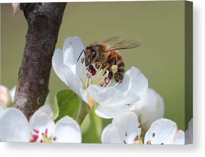 Honeybee Canvas Print featuring the photograph Honeybee on Apple Blossom by Lucinda VanVleck