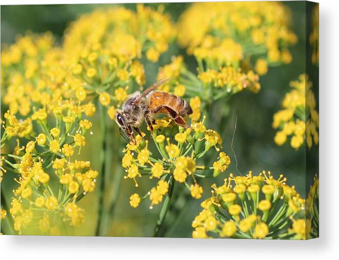 Honeybee Canvas Print featuring the photograph Honeybee on Dill by Lucinda VanVleck