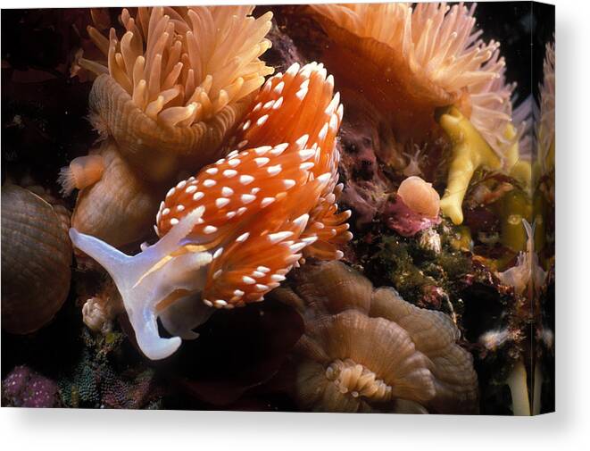 Animal Canvas Print featuring the photograph Horned Nudibranch by Greg Ochocki