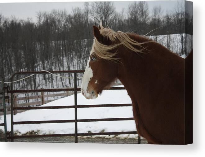 Snow Canvas Print featuring the photograph Horse 09 by David Yocum