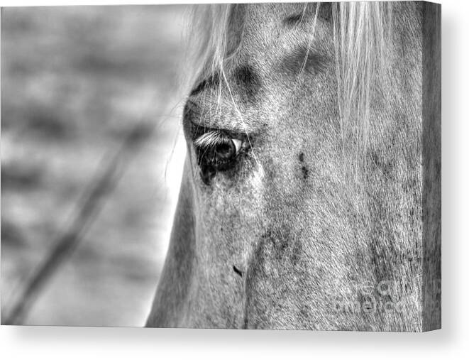 Horse Canvas Print featuring the photograph Horse 1 by Jimmy Ostgard