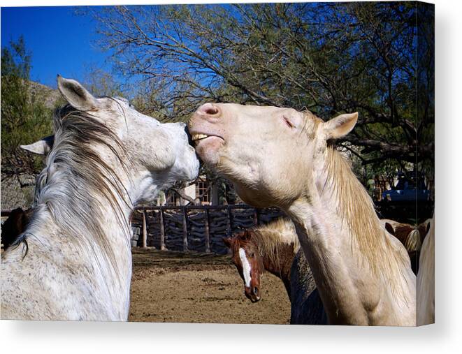 Animals Canvas Print featuring the photograph Horse Emotion by Mary Lee Dereske