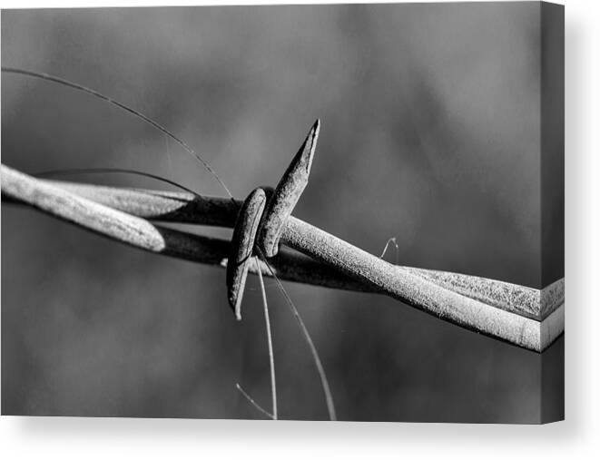 Jay Stockhaus Canvas Print featuring the photograph Horse Hair by Jay Stockhaus