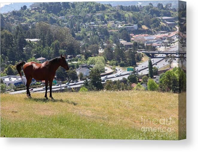 Marin Canvas Print featuring the photograph Horse Hill Mill Valley California 5D22663 by Wingsdomain Art and Photography