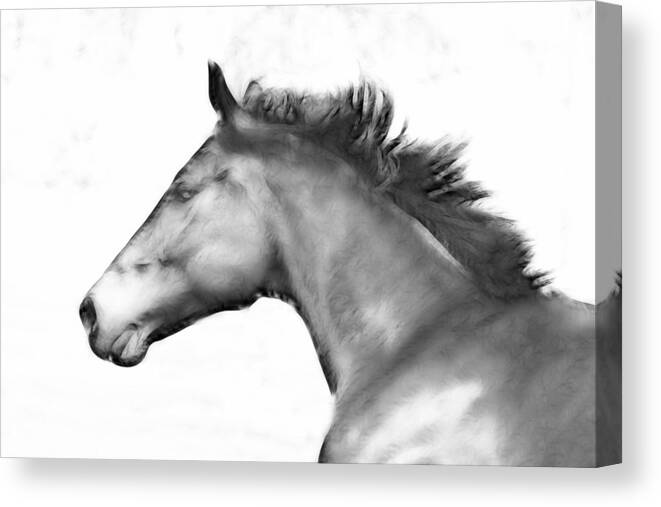 Freisian Canvas Print featuring the photograph Freedom To Run With The Wind In My Hair by Athena Mckinzie