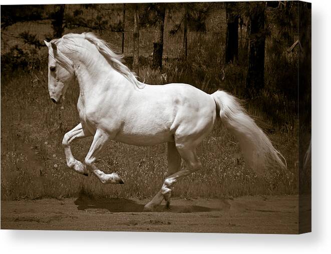 Horsepower Canvas Print featuring the photograph Horsepower by Wes and Dotty Weber