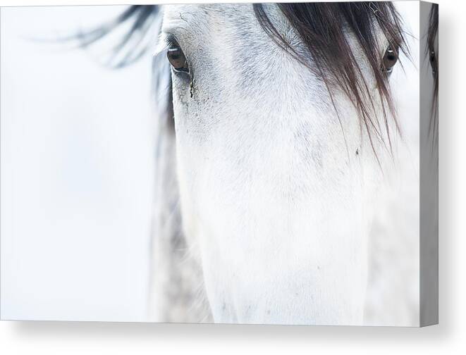 Horse Canvas Print featuring the photograph Horses by Cassp