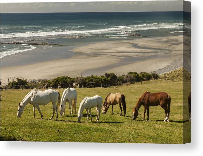 535894 Canvas Print featuring the photograph Horses Grazing Golden Bay New Zealand by Colin Monteath