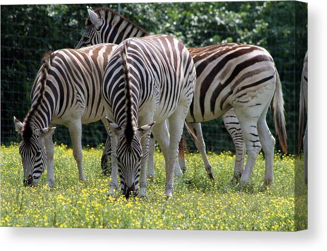Zebra Canvas Print featuring the photograph Four Zebras Grazing by Valerie Collins