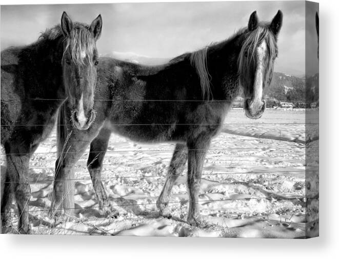 Animals Canvas Print featuring the photograph Horses in Winter Coats by Joan Herwig