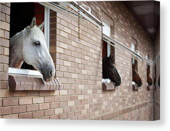 Horse Canvas Print featuring the photograph Horses Looking From The Windows Of A by O sa