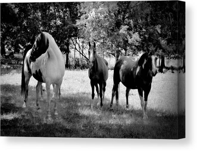 Texas Canvas Print featuring the photograph Horses on Ranch by Richelle Munzon