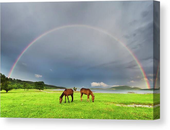 Horse Canvas Print featuring the photograph Horses Under Rainbow by Evgeni Dinev Photography